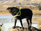 Ultrahund Freedom Harness - Yellow