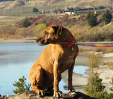 Ultrahund Play Regular Collar - Orange