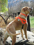 Ultrahund Freedom Harness - Orange