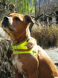 Ultrahund Freedom Harness - Yellow