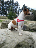 Ultrahund Freedom Harness - Red